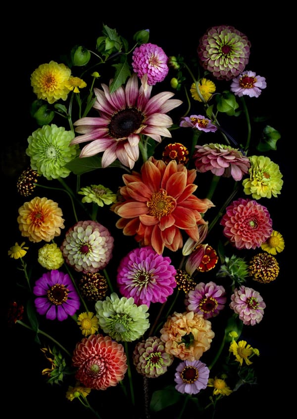 Zinnia Garden