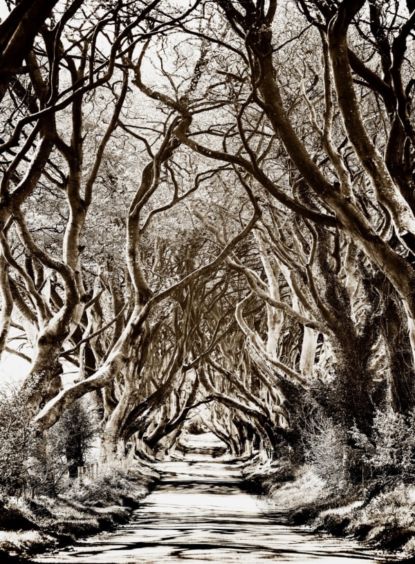'Dark Hedges' archival pigment print paper size A: 16 x 20 inches / 40 x 50 cm approx. paper size B: 20 x 24 inches / 50 x 60 cm approx. paper size C: 28 x 35 inches / 71 x 89 cm approx. paper size D: 35 x 47 inches / 88 x 119 cm approx. paper Size E: 44 x 65 inches / 112 x 165 cm approx. 5 editioned sizes with 25 prints per size signed and dated by the artist