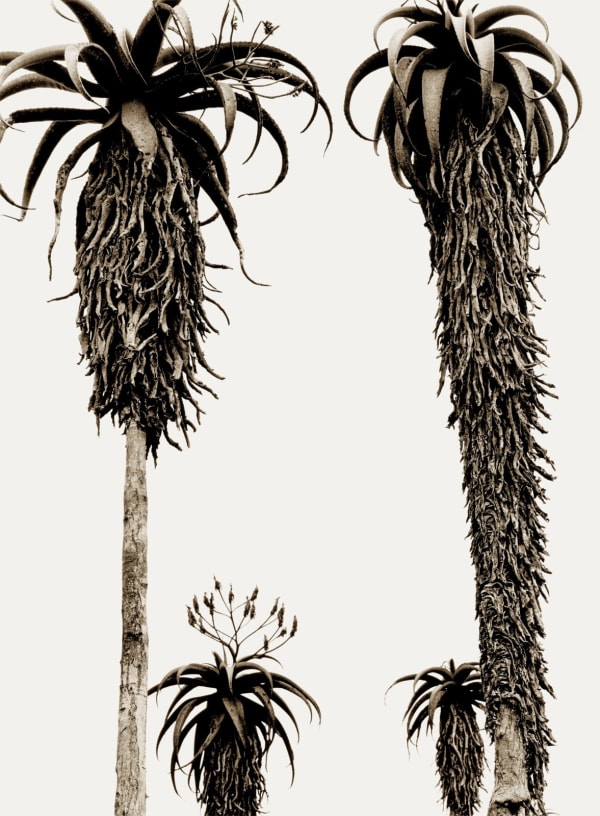'Masvingo Aloes' archival pigment print paper size A: 16 x 20 inches / 40 x 50 cm approx. paper size B: 20 x 24 inches / 50 x 60 cm approx. paper size C: 28 x 35 inches / 71 x 89 cm approx. paper size D: 35 x 47 inches / 88 x 119 cm approx. paper Size E: 44 x 65 inches / 112 x 165 cm approx. 5 editioned sizes with 25 prints per size signed and dated by the artist