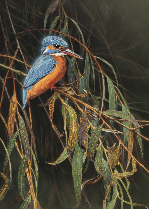Jonathan Pointer - KINGFISHER ON REED MACE