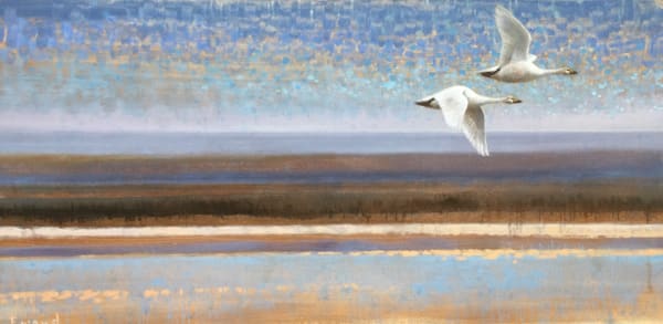 Ewoud De Groot - ARCTIC TERN