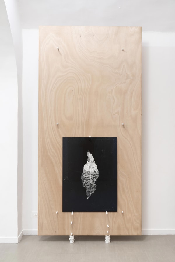 Michele Guido taphrina deformans _2015/2021 photographic paper b/w ilford printed with durst lambda 130, glass, steel, plaster cm 110 x 80 ph. Masiar Pasquali