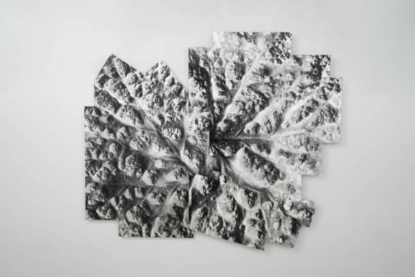 kassel_27.08.17 _colomerus vitis _2017, 2017 Lambda print on molded dibond ph. 1 cm 156 x 125 x 3 - ph. 2 cm 184 x 125 x 6; total dimension cm 213 x 185 x 6 ph. Masiar Pasquali