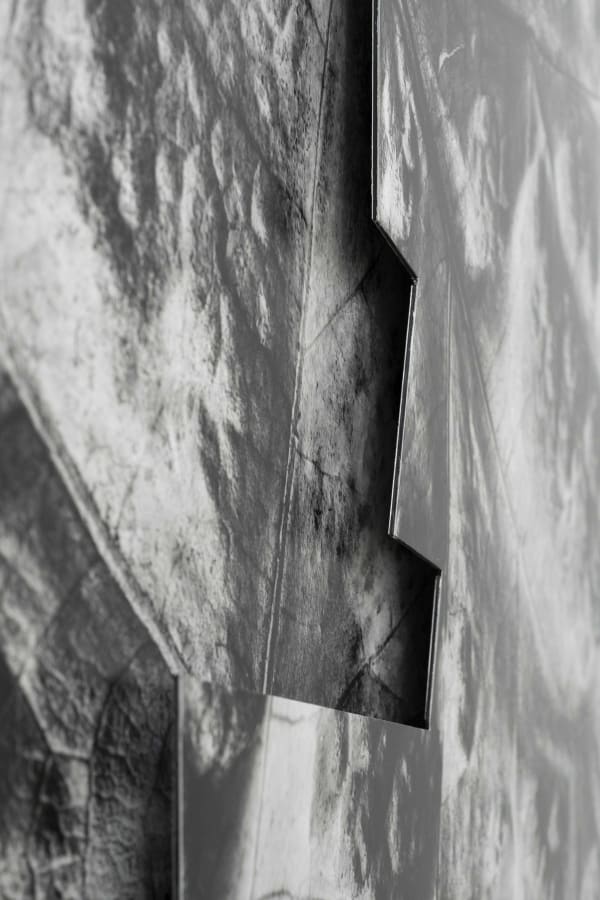 kassel_27.08.17 _colomerus vitis _2017, 2017 [detail] ph. Masiar Pasquali