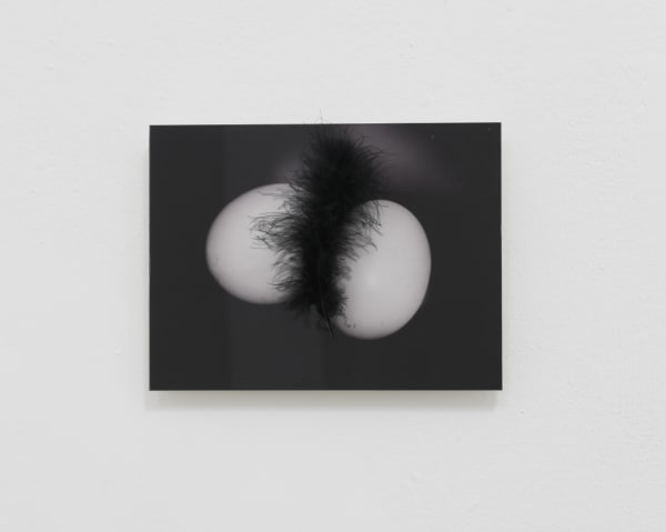 Mariella Bettineschi Il primo racconto (e l'ultimo), 1996-2015 photographic print and feather cm 18 x 24 ph. Giorgio Benni