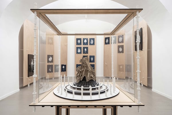 Michele Guido taphrina deformans garden project_2021