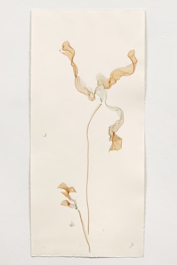 A Flower Blossom for Its Own Joy, emulsion lift on watercolor paper, cm 66 x 30