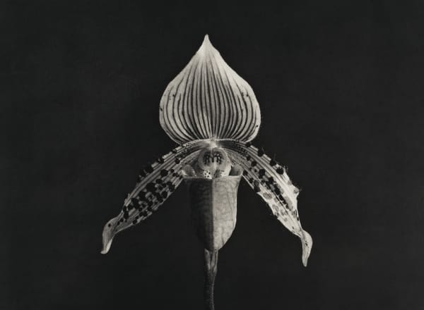 Robert Mapplethorpe