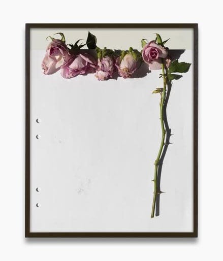 Res. Erik’s Roses, 2020 Archival Pigment Print, 12 1/2 × 10 in (31.8 × 25.4 cm). Edition of 3 + 2 AP.