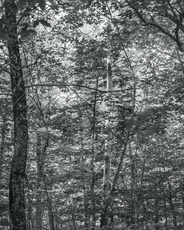 Bryson Rand. Untitled/Trees and Light (Skowhegan), 2019 (Detail). Image courtesy of the artist and Zeit Contemporary Art, New York