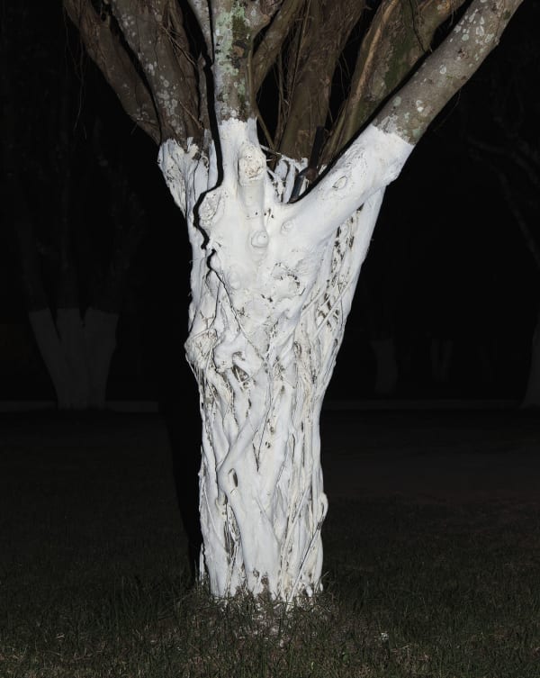 André Penteado, Untitled (White tree trunk), 2015