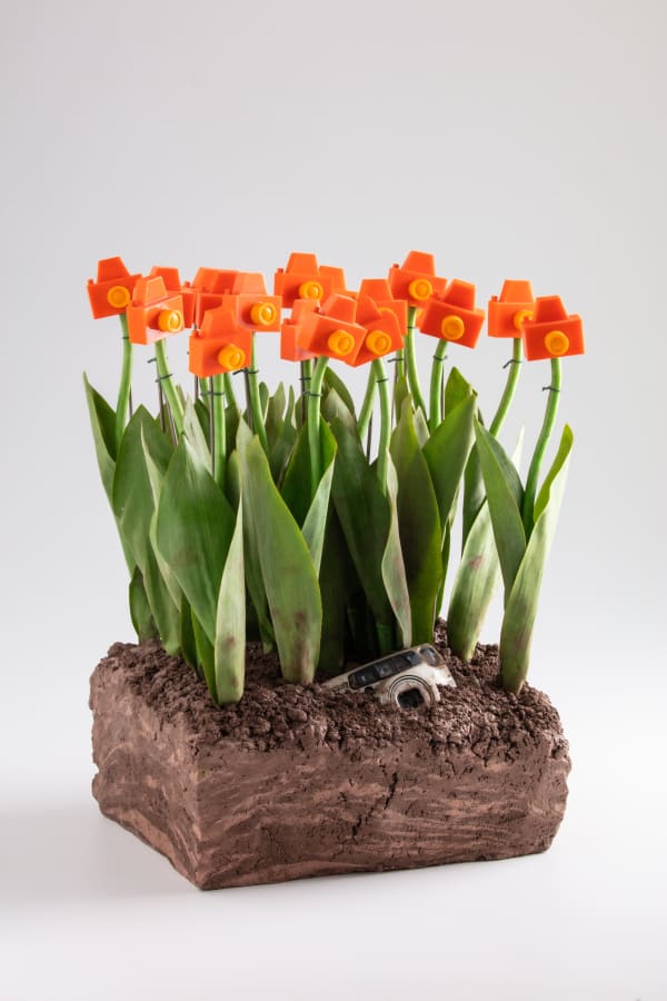 Jardineiro André Feliciano, Mini jardim fotográfico com câmera, 2020