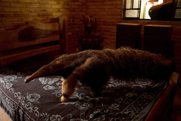 João Castilho, Tamanduá-bandeira [Giant anteater], 2014