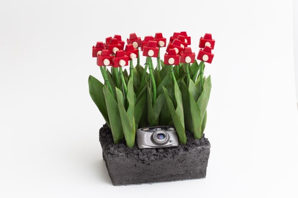 André Feliciano, Mini jardim fotográfico com câmera, 2021
