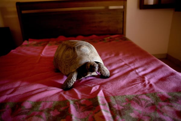 João Castilho, Jabuti [Tortoise], 2014