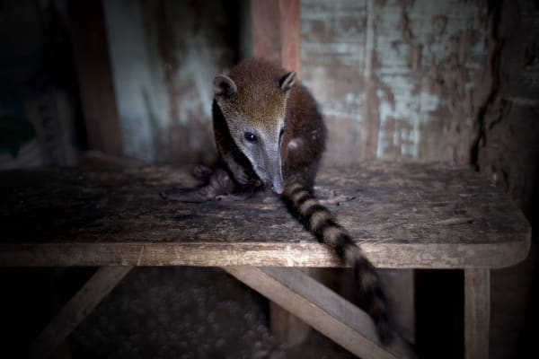 João Castilho, Quati [Coati], 2015