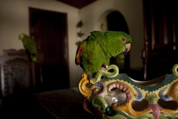 João Castilho, Papagaio [Parrot], 2016