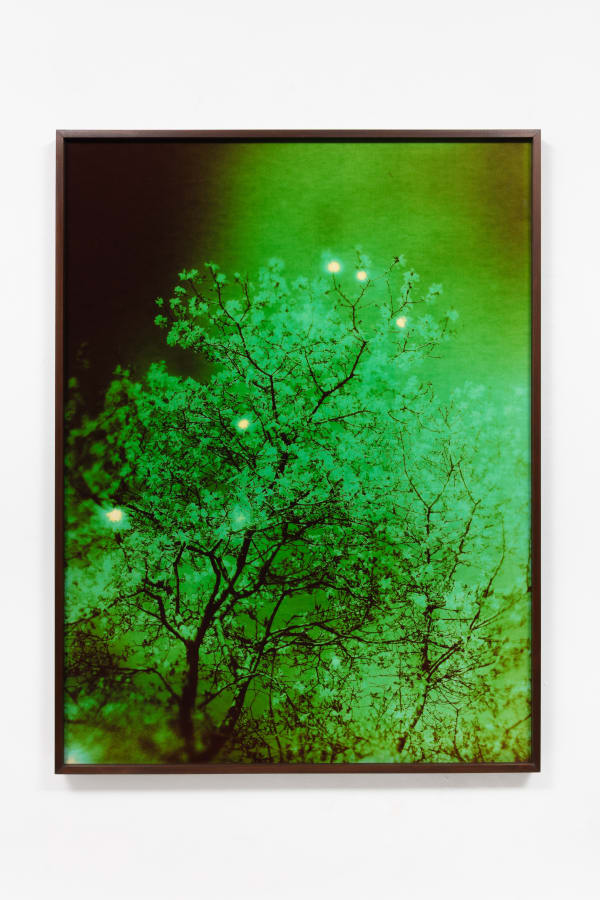 André Feliciano, vaga-lumes fotográficos, série prospect park 9, 2020