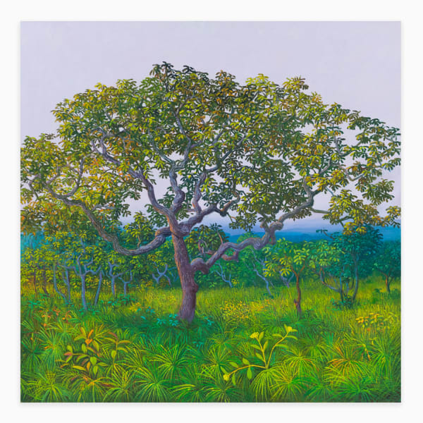 Miguel Penha Chiquitano, Morcegueira do cerrado , 2025