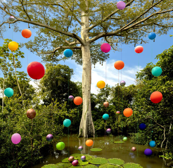 Flávia Junqueira, Amazonia #1, Lago Janauari, Árvore Sumaúma, 2019