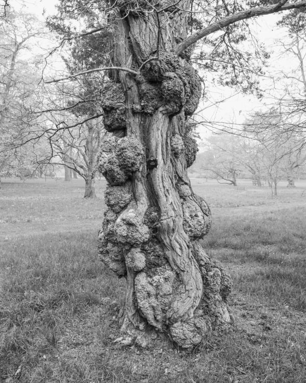 André Penteado, Robinia pseudoacacia, 2013/2015