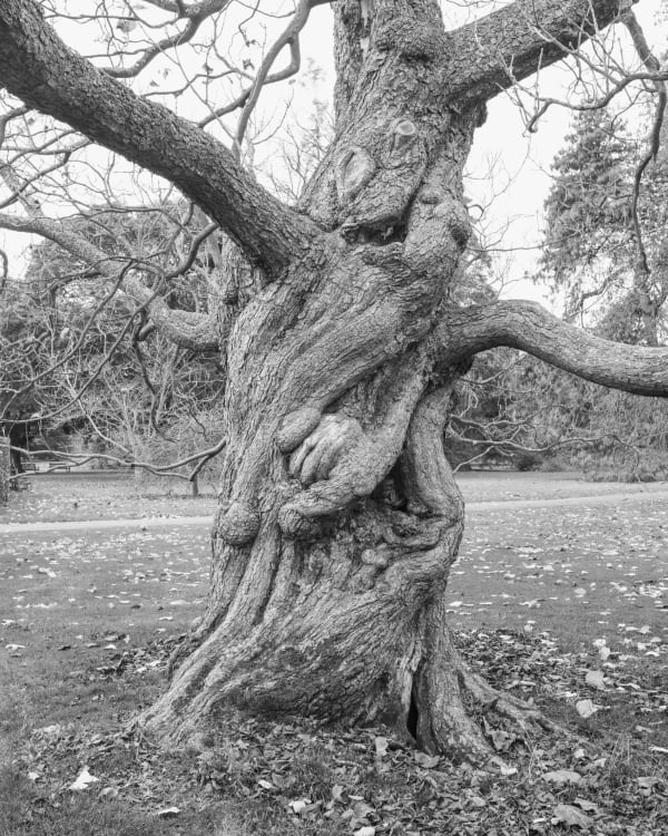 André Penteado, Catalpa bignonioides, 2013/2015