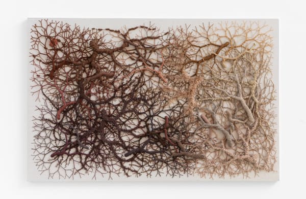 Janaina Mello Landini, Ciclotrama 394 (fungi), 2025