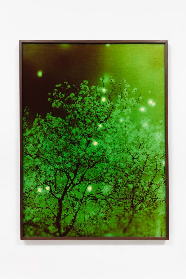 André Feliciano, vaga-lumes fotográficos, série prospect park 6, 2020