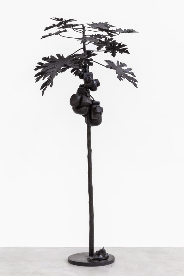 André Feliciano, Mamoeiro fotográfico , 2024