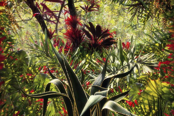 Arte em Sintonia com a Natureza: Três Perspectivas Contemporâneas Brasileiras, Conheça Frans Krajcberg, Camille Kachani e Marcelo Tinoco, três artistas...
