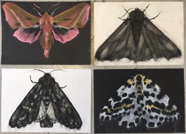 Abigail Reed, Moth drawings, 2018