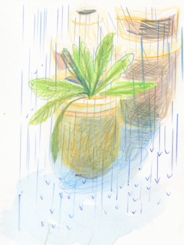 Sarah Lacey pencil and watercolour piece, showing a potted plant with pots stacked behind it caught in the rain.