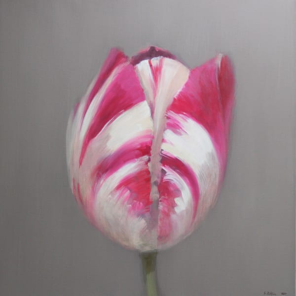Fletcher Prentice oil on canvas study of a tulip with vivid magenta and white striped petals, on a beige grey background.