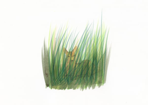 Sarah Lacey ink and pencil piece, showing a baby deer hidden amongst luscious long strands of green grass.