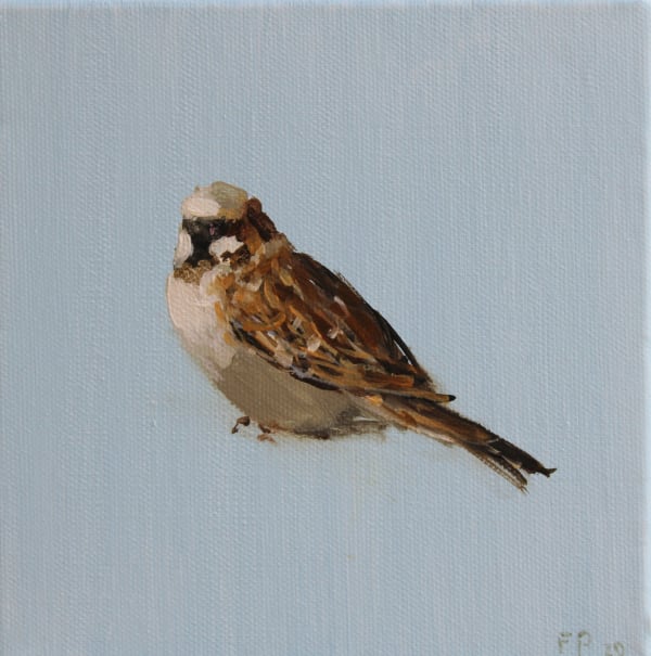 Fletcher Prentice oil painting on canvas of a House Sparrow against a pale blue background.