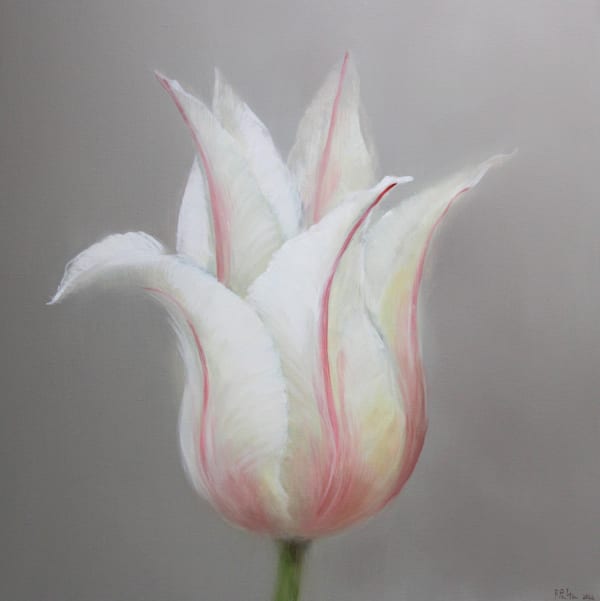 Fletcher Prentice oil painting study on canvas of a tulip with baby pink and white petals on a beige grey background.