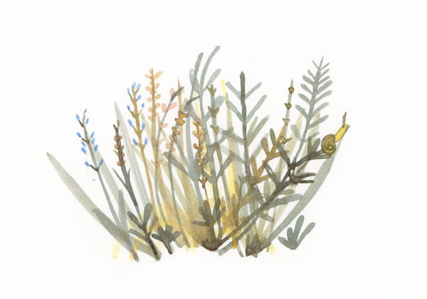 Sarah Lacey ink and pencil piece, showing bunches of brown, yellow and grey weeds with a snail climbing up one of them, blue and pink petals growing on some of the stems.