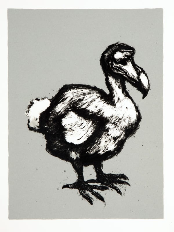 Mychael Barratt black & white print on a grey background of the extinct Dodo bird, standing facing to the right of the viewer.