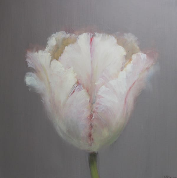 Fletcher Prentice oil painting study of a tulip with pink and cream on a lilac grey background.