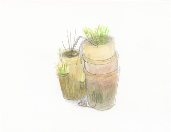 Sarah Lacey ink and pencil piece, showing 2 potted plants with a tiny brown mouse scurrying between them both.