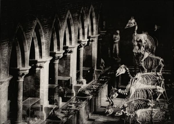Lindsey Moran tonal black and white print of the architecture of the natural history museum, Oxford, featuring a line of dinosaur skeletons.