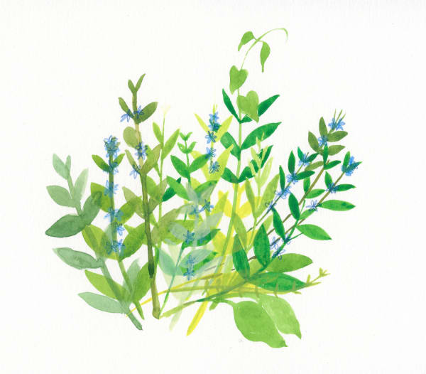 Sarah Lacey ink and pencil piece, showing a bunch of bindweed stems with luscious green leaves and petit blue flowers growing on them.