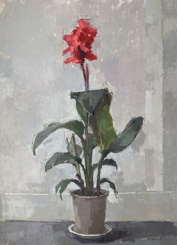Sarah Spackman still life oil painting in figurative brush strokes showing a vivid red Canna Lily standing tall in a small grey pot, it's large leave surrounding the flower underneath it. The background is painted in pales greys and the surface steel grey