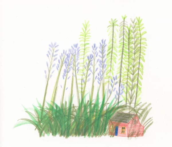 Sarah Lacey ink and pencil piece, showing a little red house amongst long strands of green grass, stems with lilac petals and green leaves.
