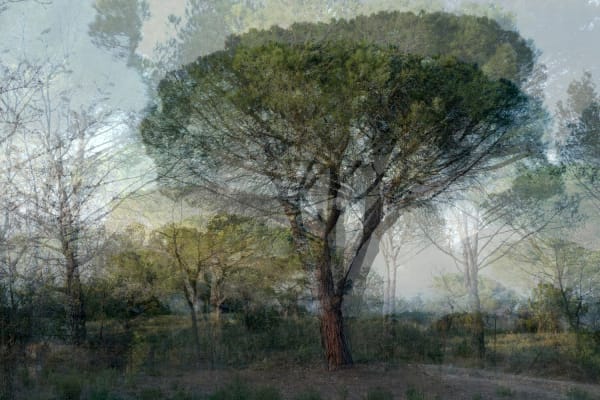 Rory Carnegie layered photograph of trees