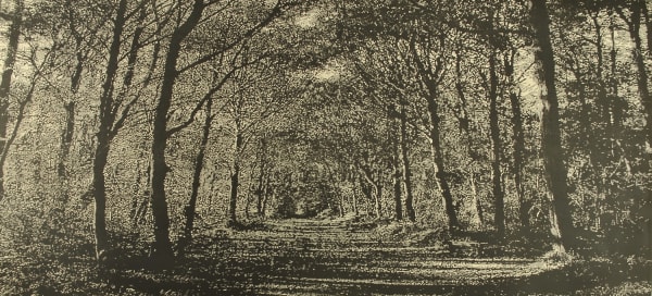 Trevor Price detailed black and white drypoint of woodland pathway, boughs of trees create a central canopy