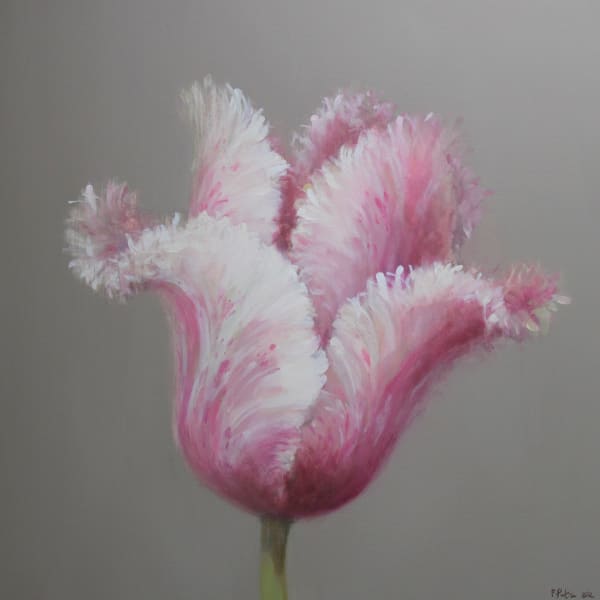 Fletcher Prentice oil study of a pink and white tulip on a grey background