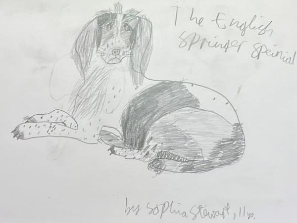 A child's pencil drawing of a handsome spaniel lying down with its head listening and alert