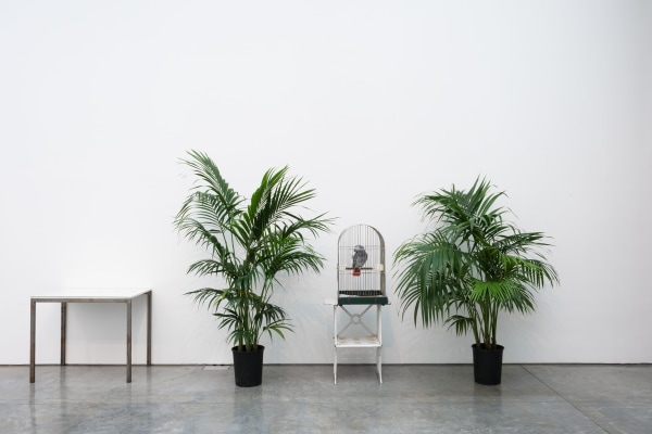 Marcel Broodthaers, Ne dites pas que je ne l'ai pas dit. Le Perroquet, 1974