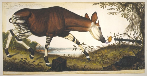 Walton Ford, Bula Matari, 1998